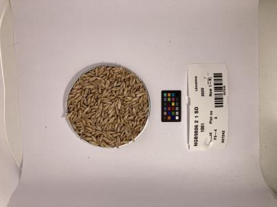 Click for 1 image(s) for this accession. SEED